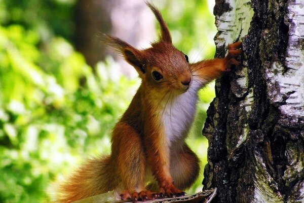 Pelziges rotes Eichhörnchen auf einer Birke