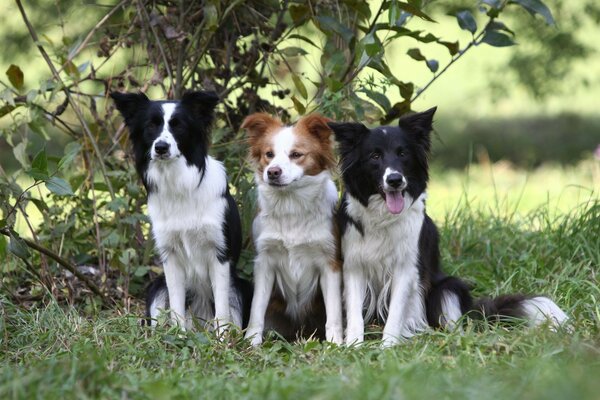 Chiens sur l herbe assis belle