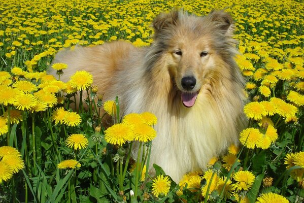 Sorriso adorabile del cane nei fiori del dente di leone