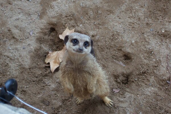 Animais selvagens mamíferos