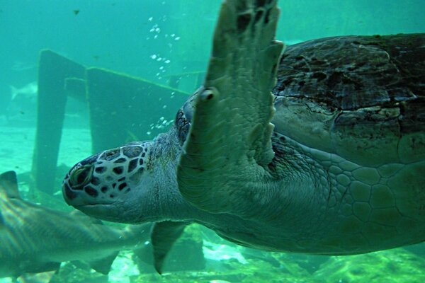 Tortuga Marina adulta nadando