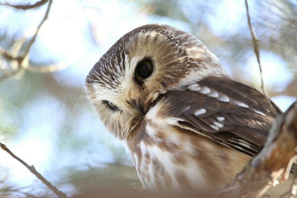 An owl is sitting on a tree branch