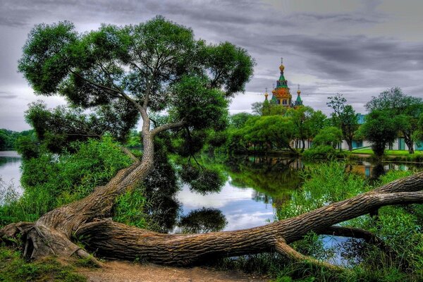 A tree fallen in a wild lake landscape