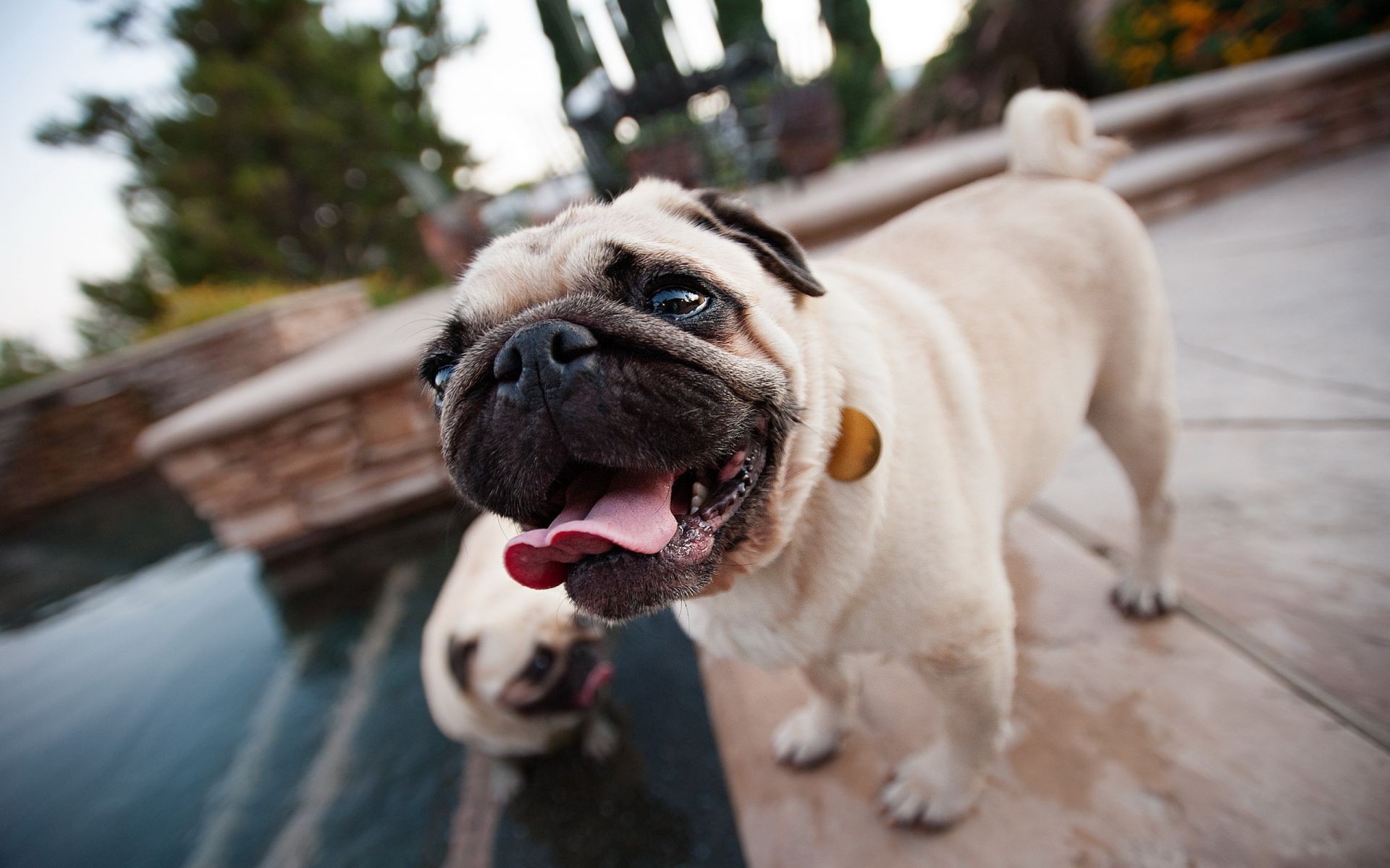 köpekler köpek evde beslenen hayvan portre köpek eğitmeni memeli sevimli köpek yavrusu hayvan komik boğa sevimli bulldog cins yosun yerli görüntüleme küçük boksör oturmak