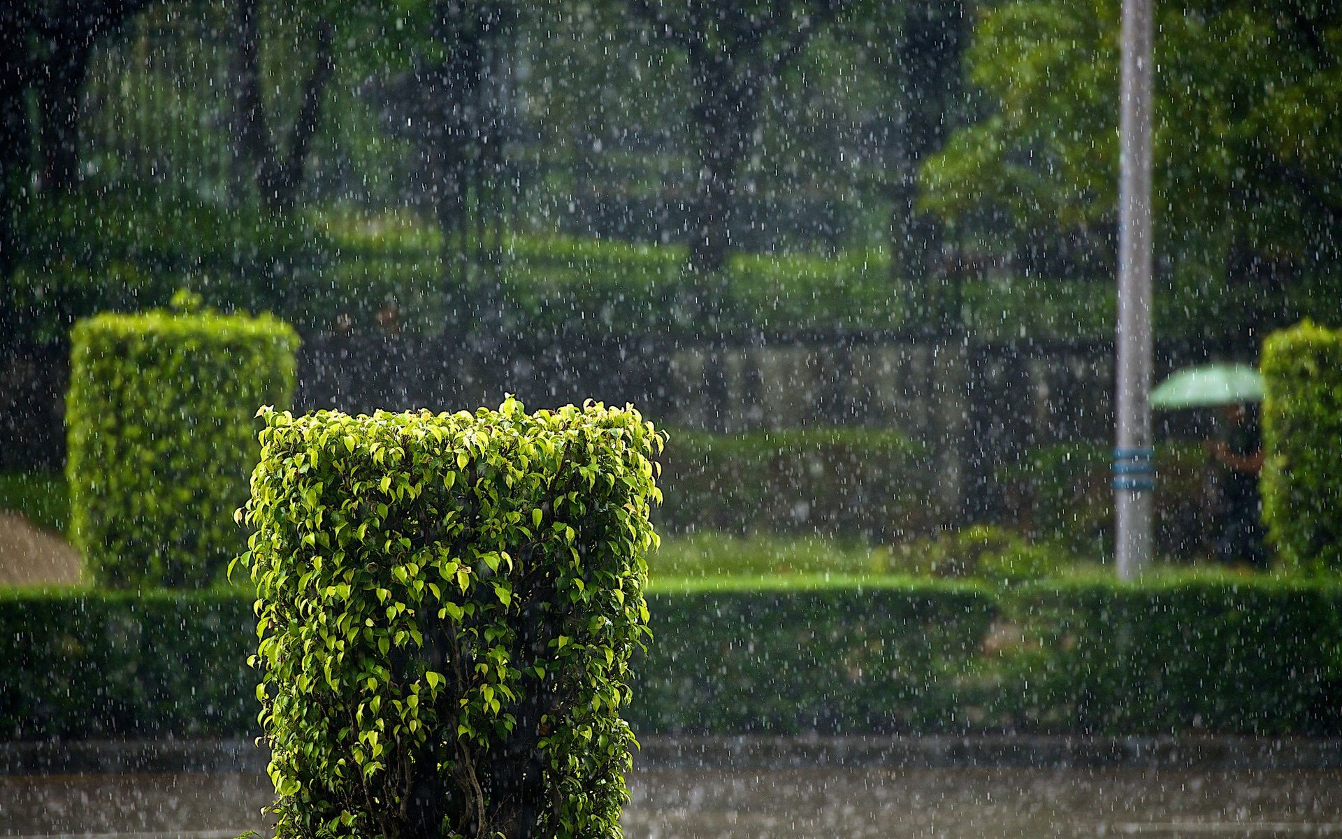 goccioline e acqua giardino flora foglia albero all aperto crescita natura erba edera paesaggio parco agricoltura vite estate siepe desktop