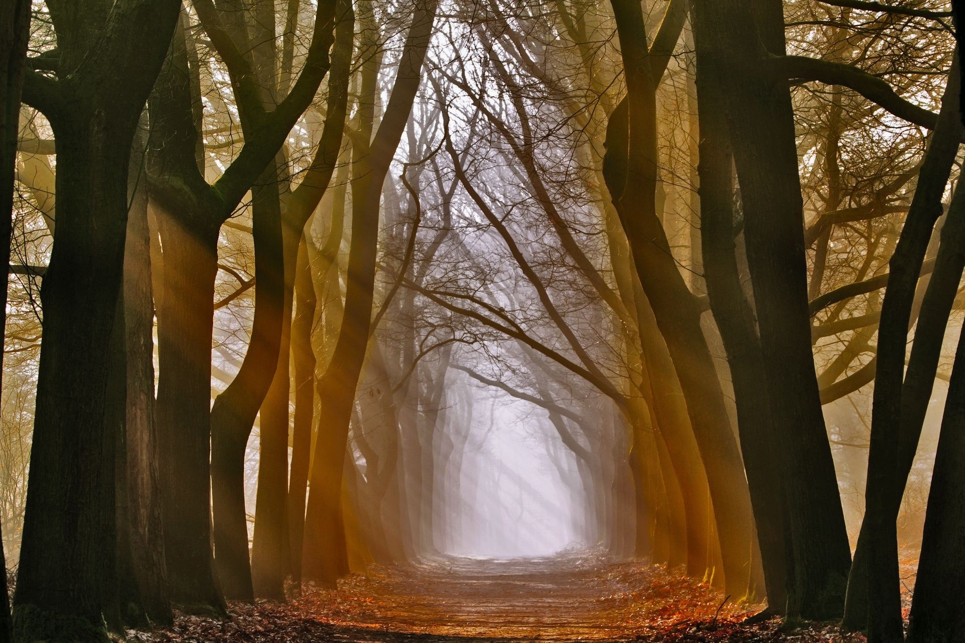 herbst holz holz herbst landschaft natur blatt dämmerung park im freien gutes wetter licht sonne nebel zweig landschaftlich reisen winter