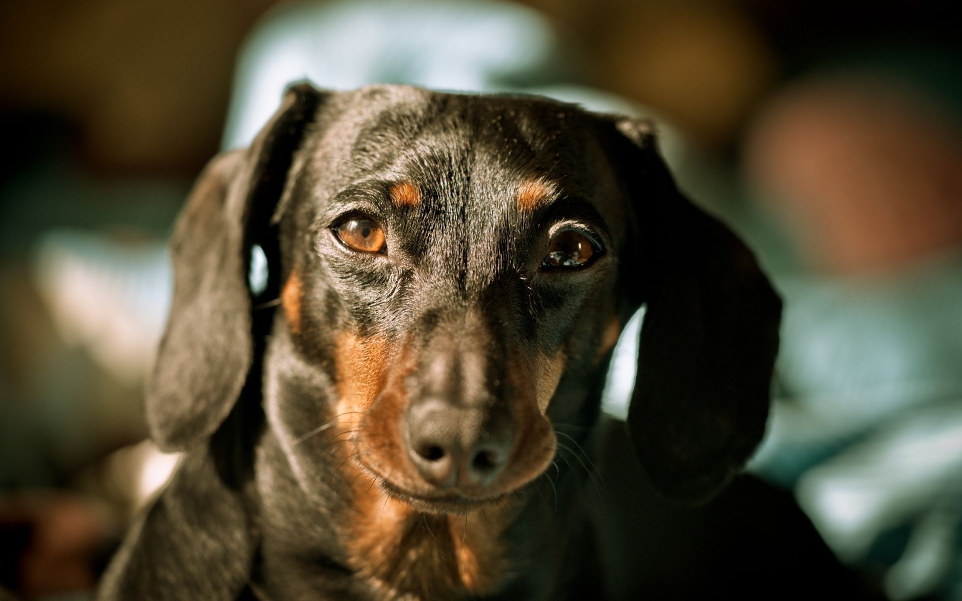 cane cane animale domestico ritratto mammifero canino carino cucciolo animale bassotto sedersi guardare