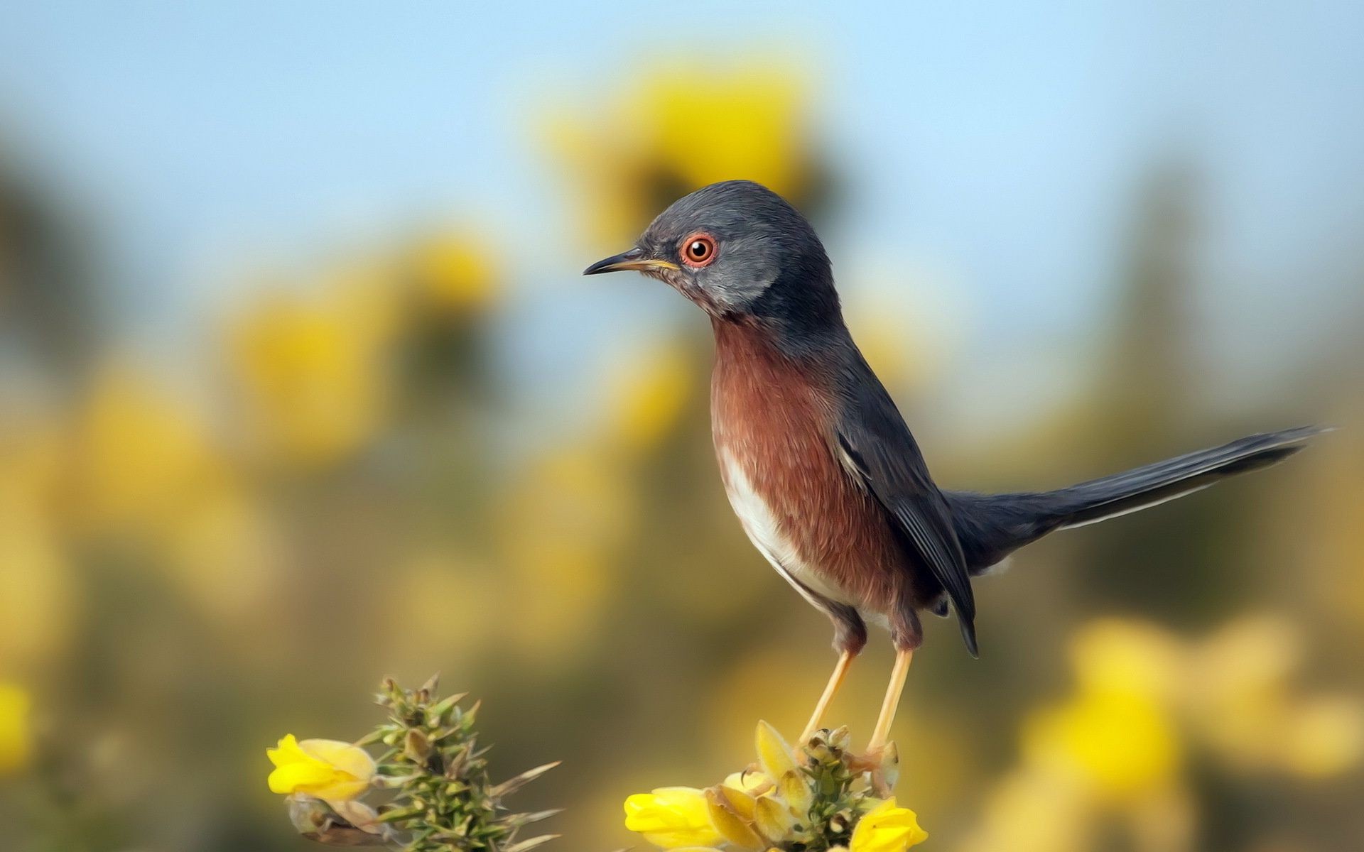 animaux nature oiseau la faune à l extérieur animal sauvage peu fleur jardin été