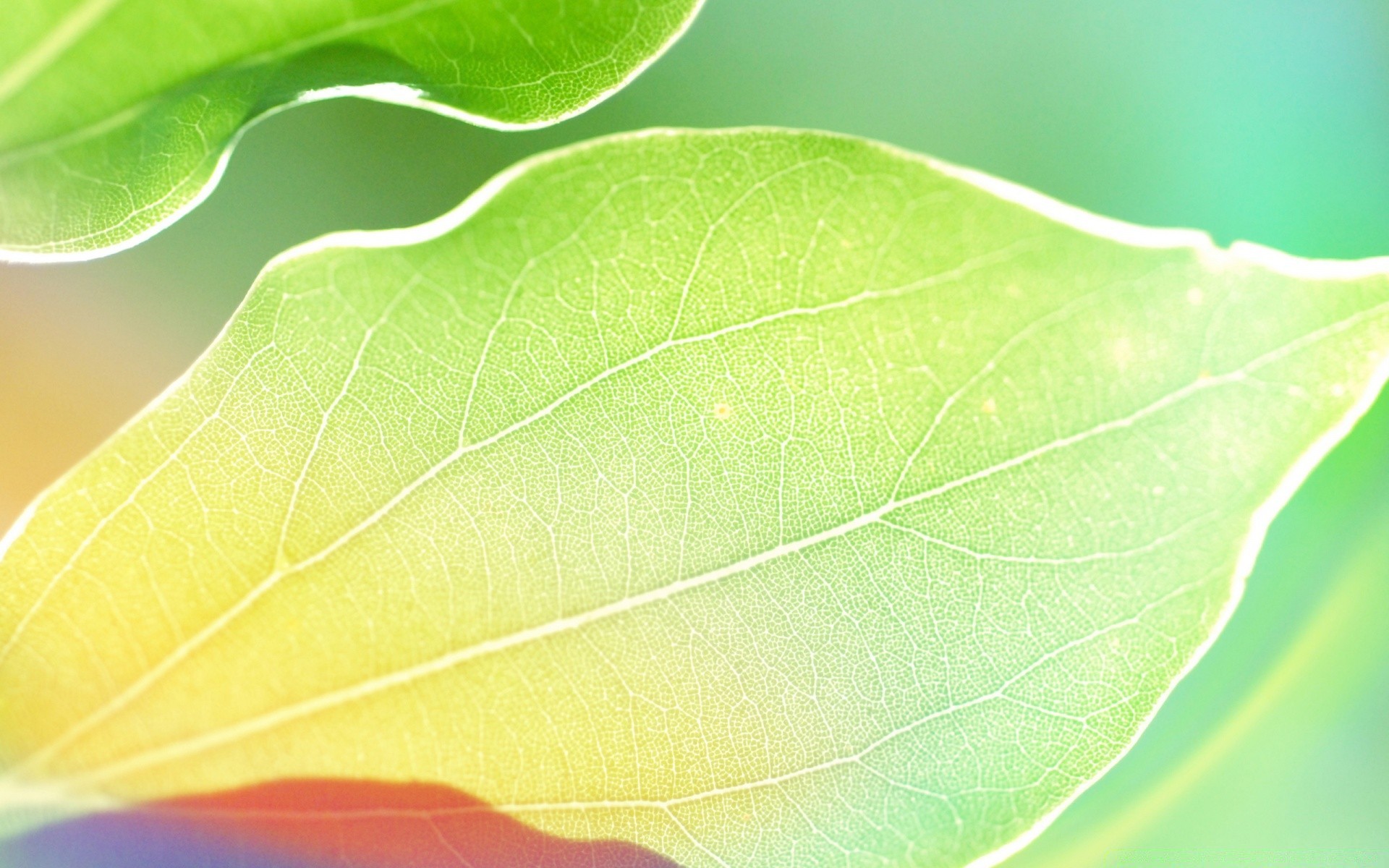 bright colors leaf flora nature rain vein freshness growth drop dew environment purity bright desktop color close-up garden environmental lush droplet