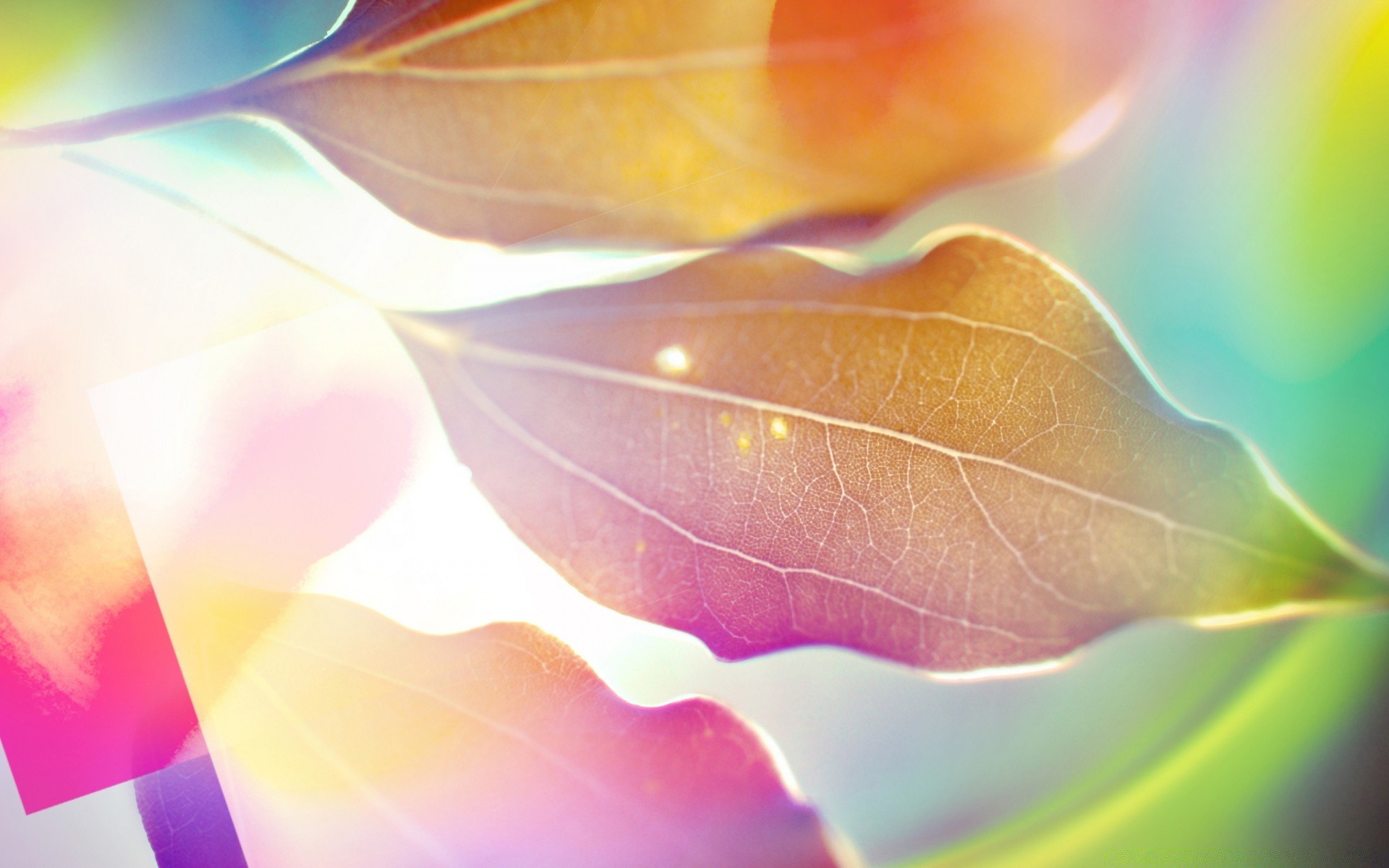 bright colors bright color abstract leaf desktop blur light design shining texture art nature vibrant decoration pattern wallpaper