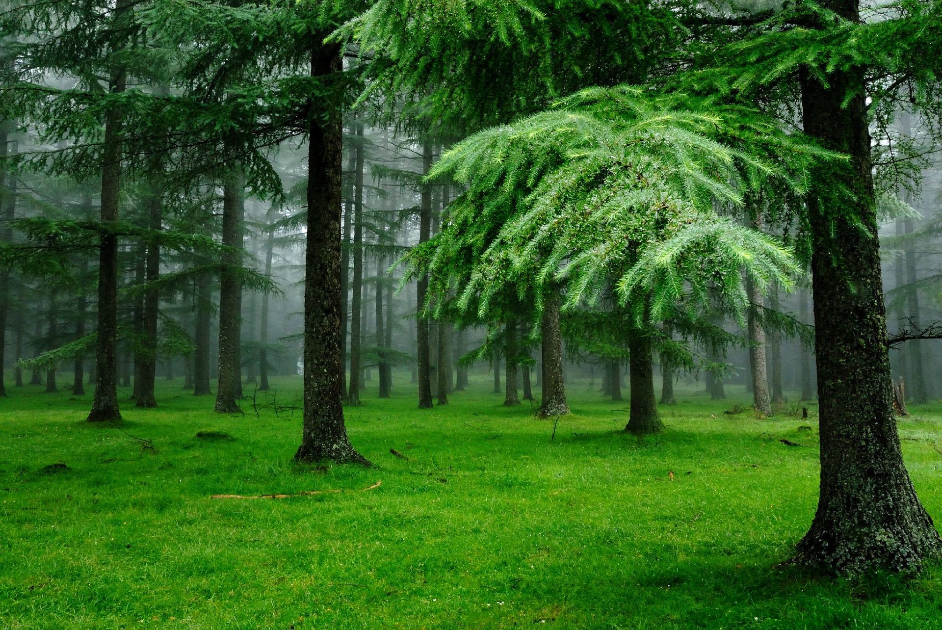 foresta albero di legno paesaggio natura parco foglia ambiente erba stagione flora estate guida all aperto giardino lussureggiante alba ramo tronco