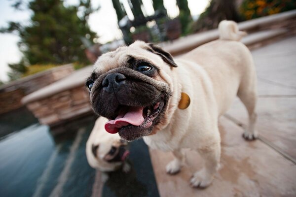 Pug blanco junto al lago