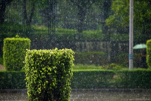 Chuva jardim arbustos corte de árvores verão