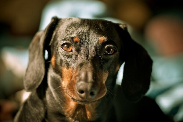 A smiling dog looking at the camera