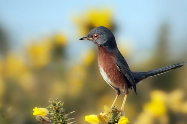 Pájaro salvaje en el claro del bosque