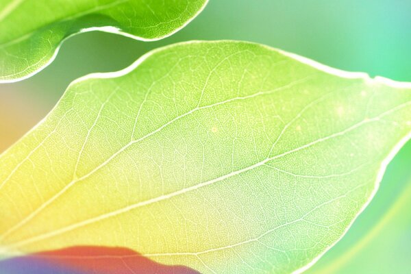 Natural bright colors of leaves