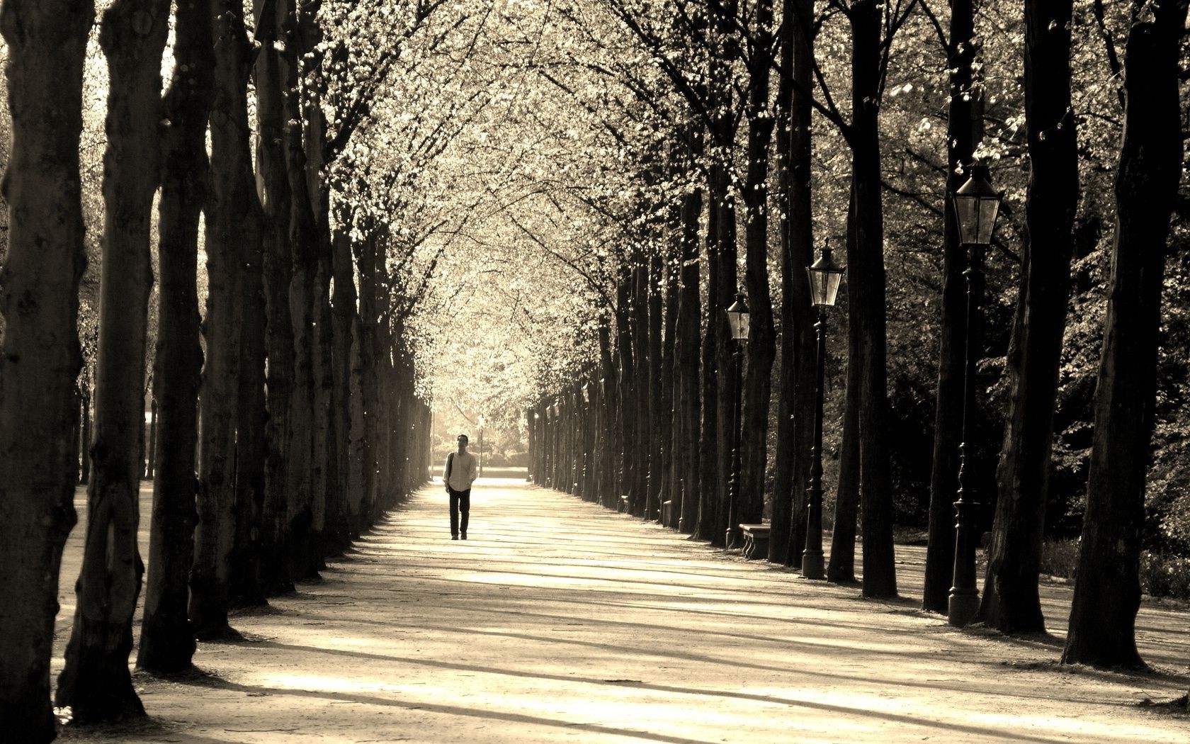 uomini vicolo albero legno strada guida passeggiata viale autunno strada inverno parco neve paesaggio monocromatico luce vicolo nebbia sentiero foglia ombra