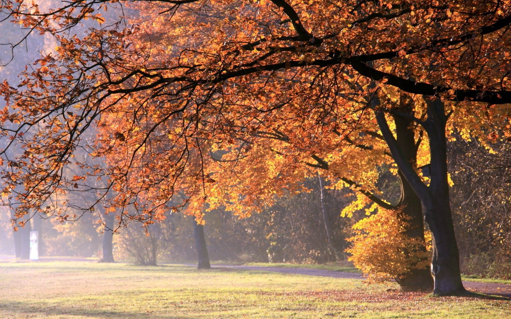 outono árvore outono paisagem temporada parque ramo madeira folha natureza cênica ao ar livre amanhecer bom tempo cenário ambiente maple cena campo névoa