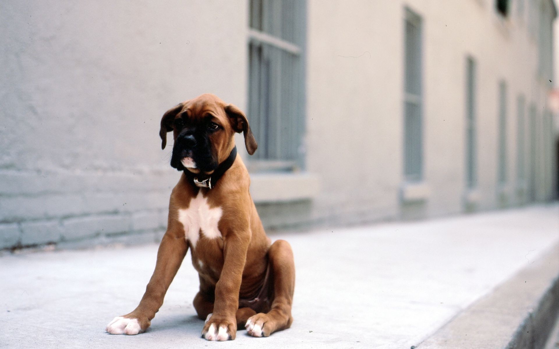 dogs dog portrait canine pet cute mammal animal puppy looking one sitting little boxer outdoors young