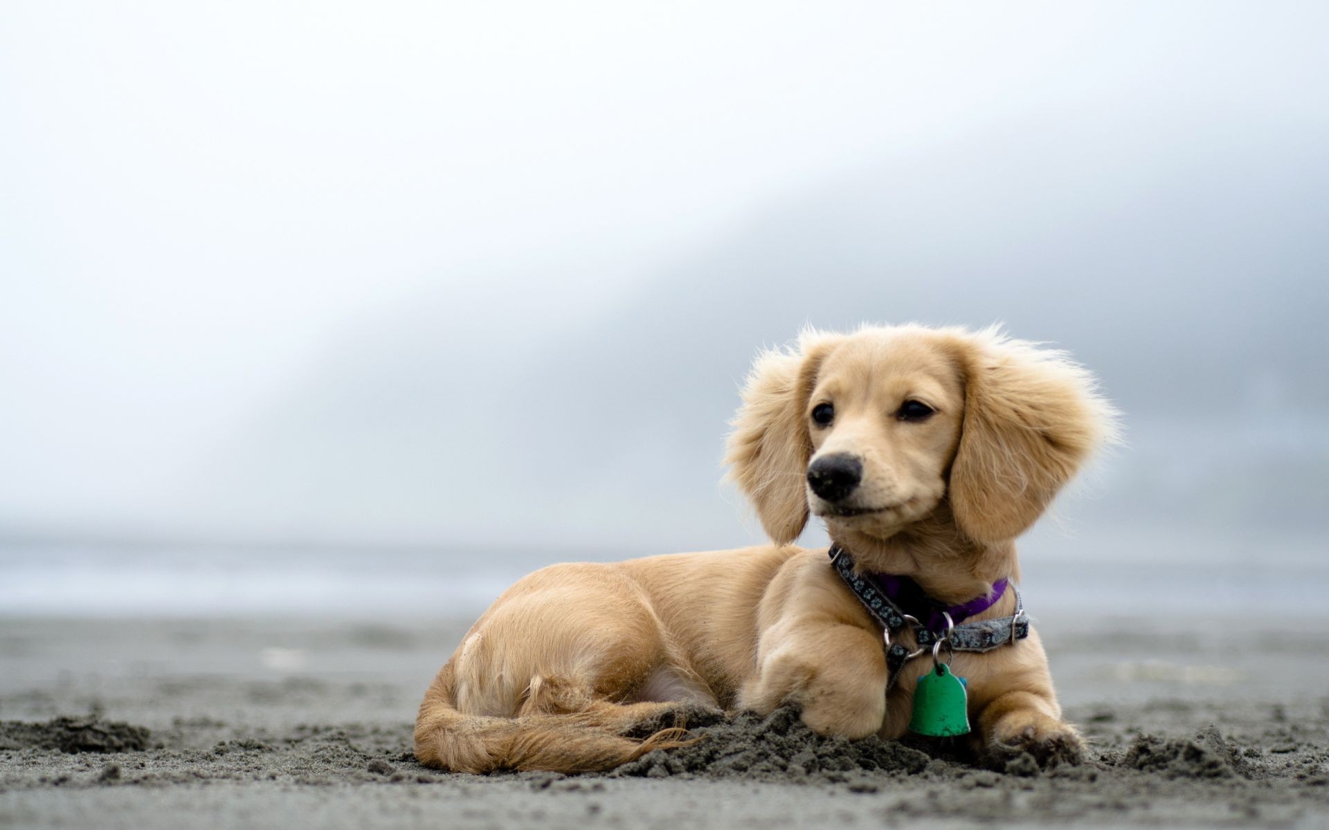 hund hund haustier niedlich tier retriever welpe hundespezialist porträt säugetier