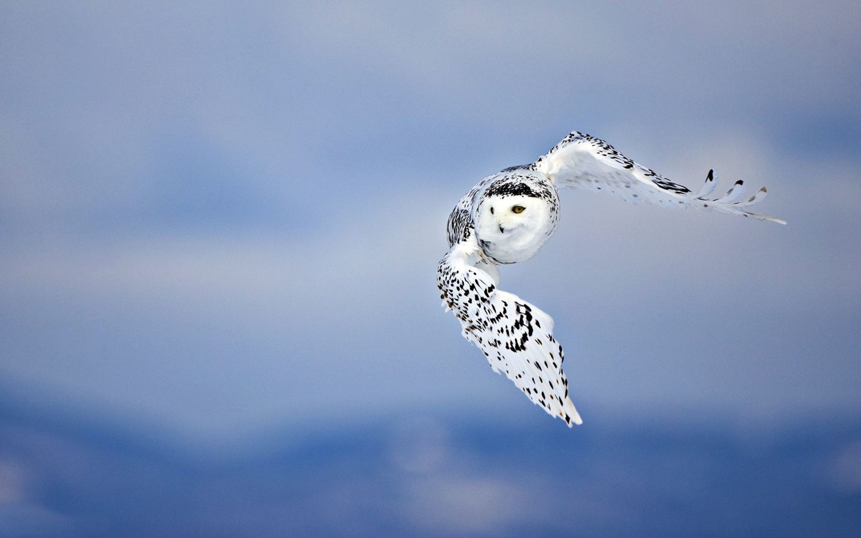 animaux neige oiseau hiver faune nature ciel à l extérieur froid vol lumière du jour