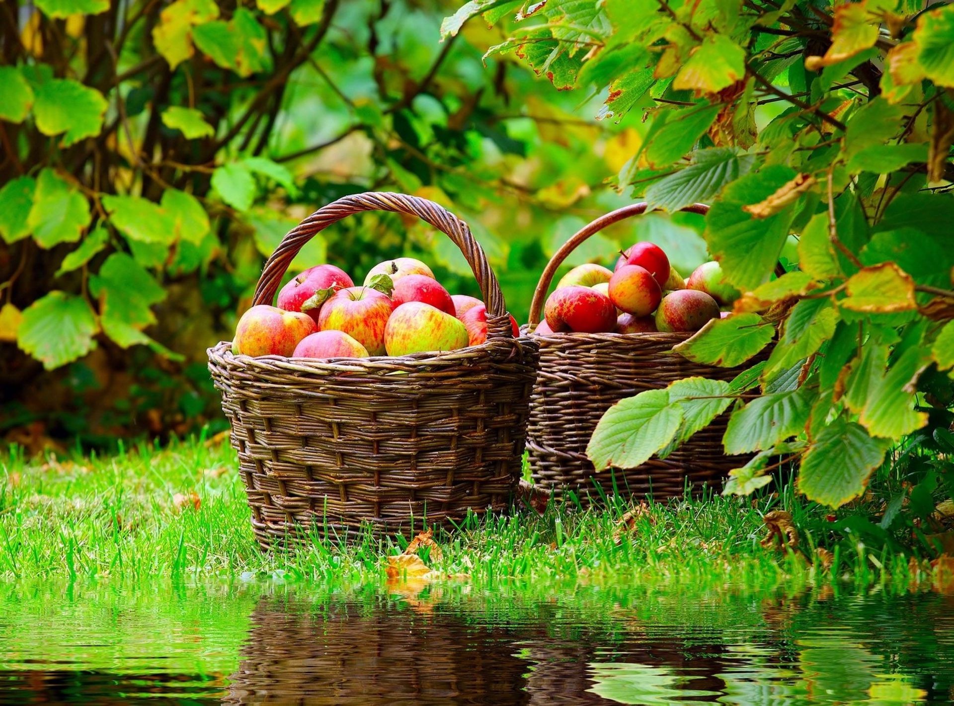 ernte obst korb blatt natur lebensmittel garten herbst farbe sommer weide apfel baum saison süßwaren