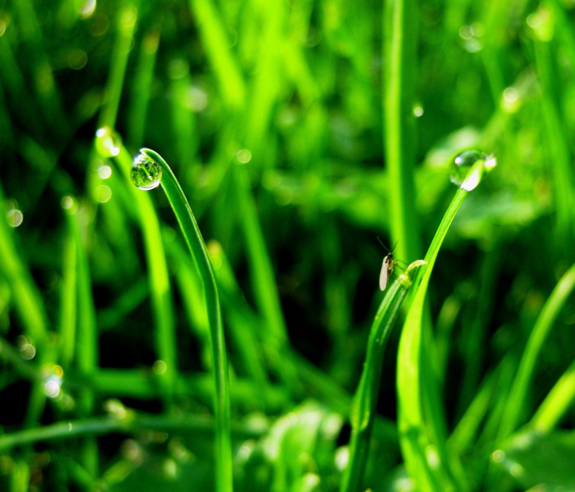 printemps rosée herbe pelouse lame croissance flore jardin feuille luxuriante chute pluie foin gouttes fraîcheur environnement nature humide écologie propreté