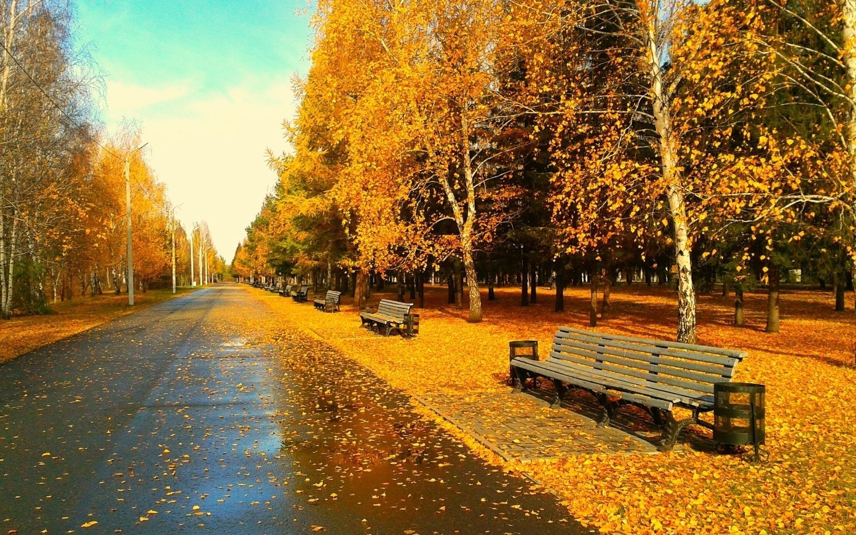 autumn fall tree road leaf outdoors wood landscape park season guidance scenic nature bench countryside alley lane rural