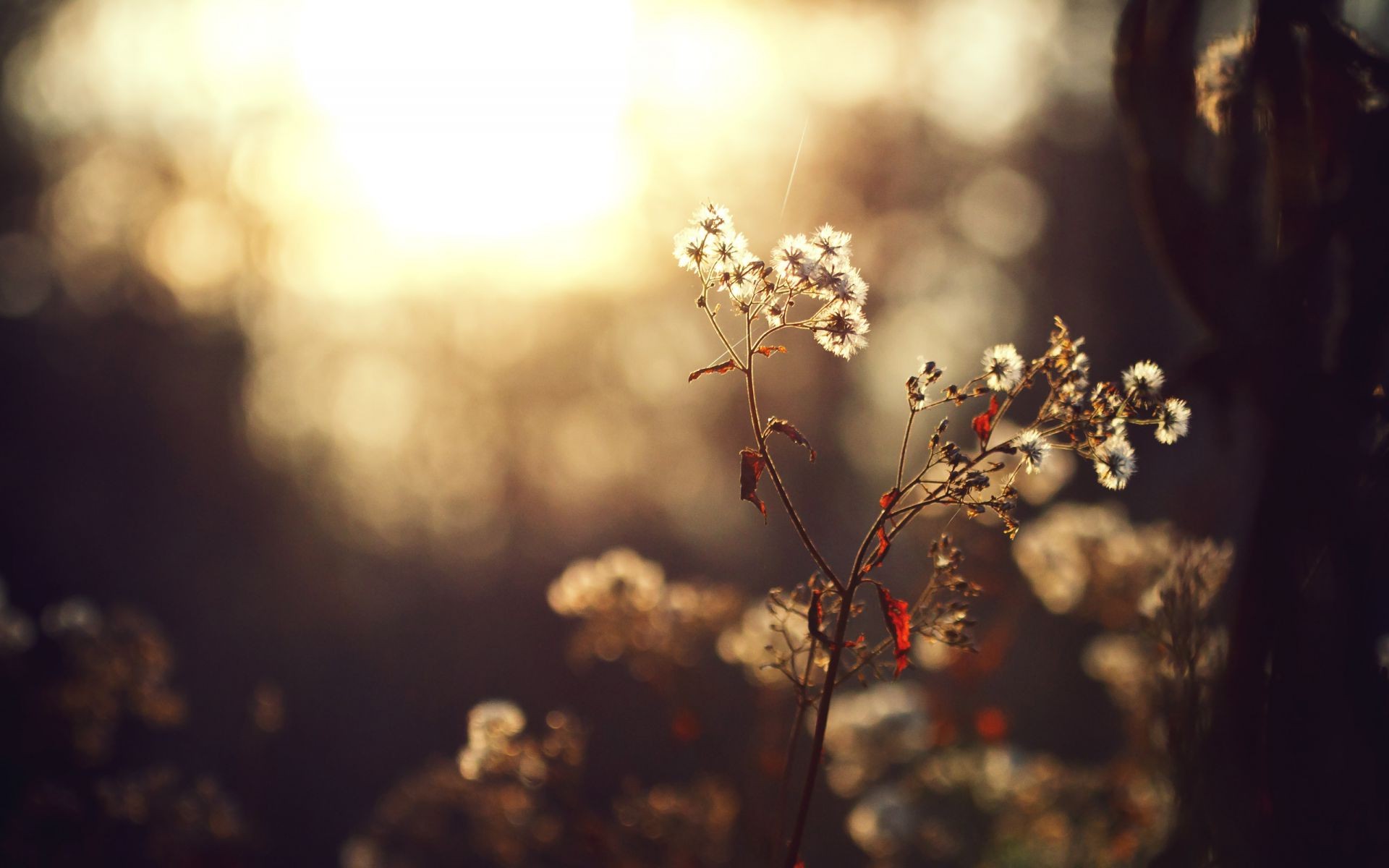 plants flower blur light nature outdoors tree landscape sunset winter sun fall snow dof