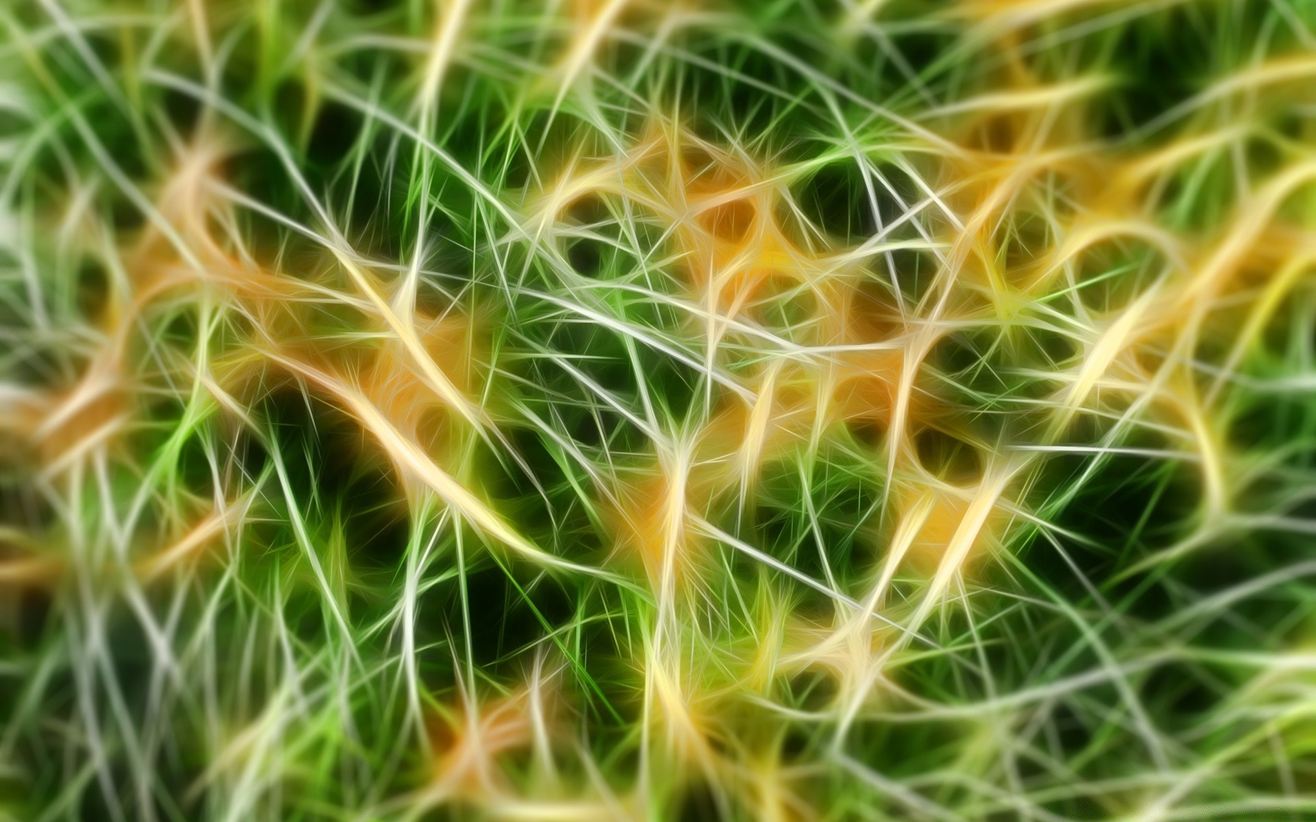 abstract nature summer desktop grass color close-up outdoors flora bright field