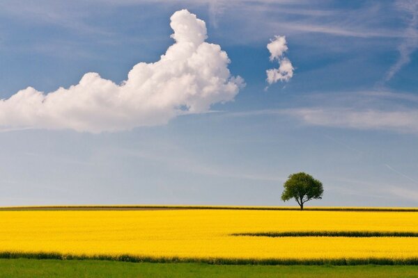 Un campo amarillo y un árbol contra un cielo azul