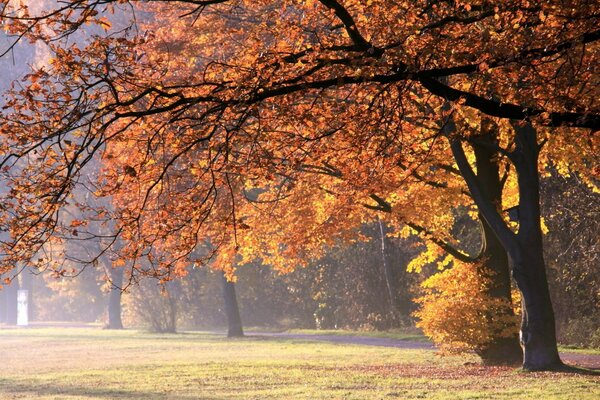 El gran árbol de otoño deja caer sus hojas