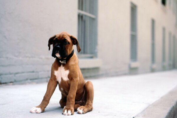 A little puppy is sitting on the road