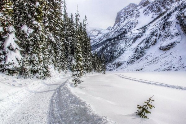 Paysage d hiver de la forêt et des montagnes