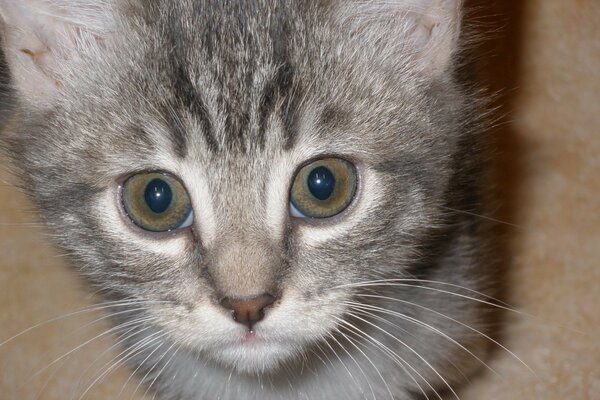 Olhos grandes de um gato bonito