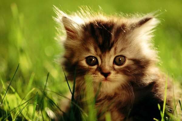 Cute cat sitting in the grass