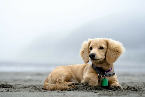 Un simpatico cane posa in un ritratto