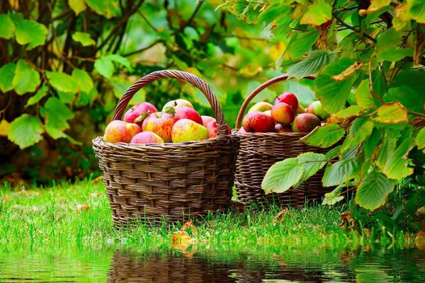 Red apples in wicker baskets