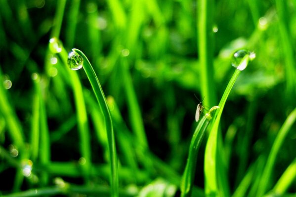 Tautropfen auf grünem Gras