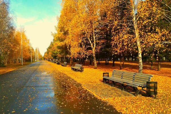 Outono dourado em um parque desértico