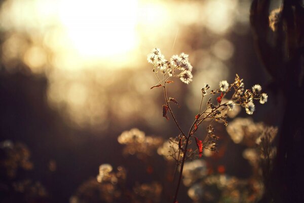 Beautiful image of grass in a dark place