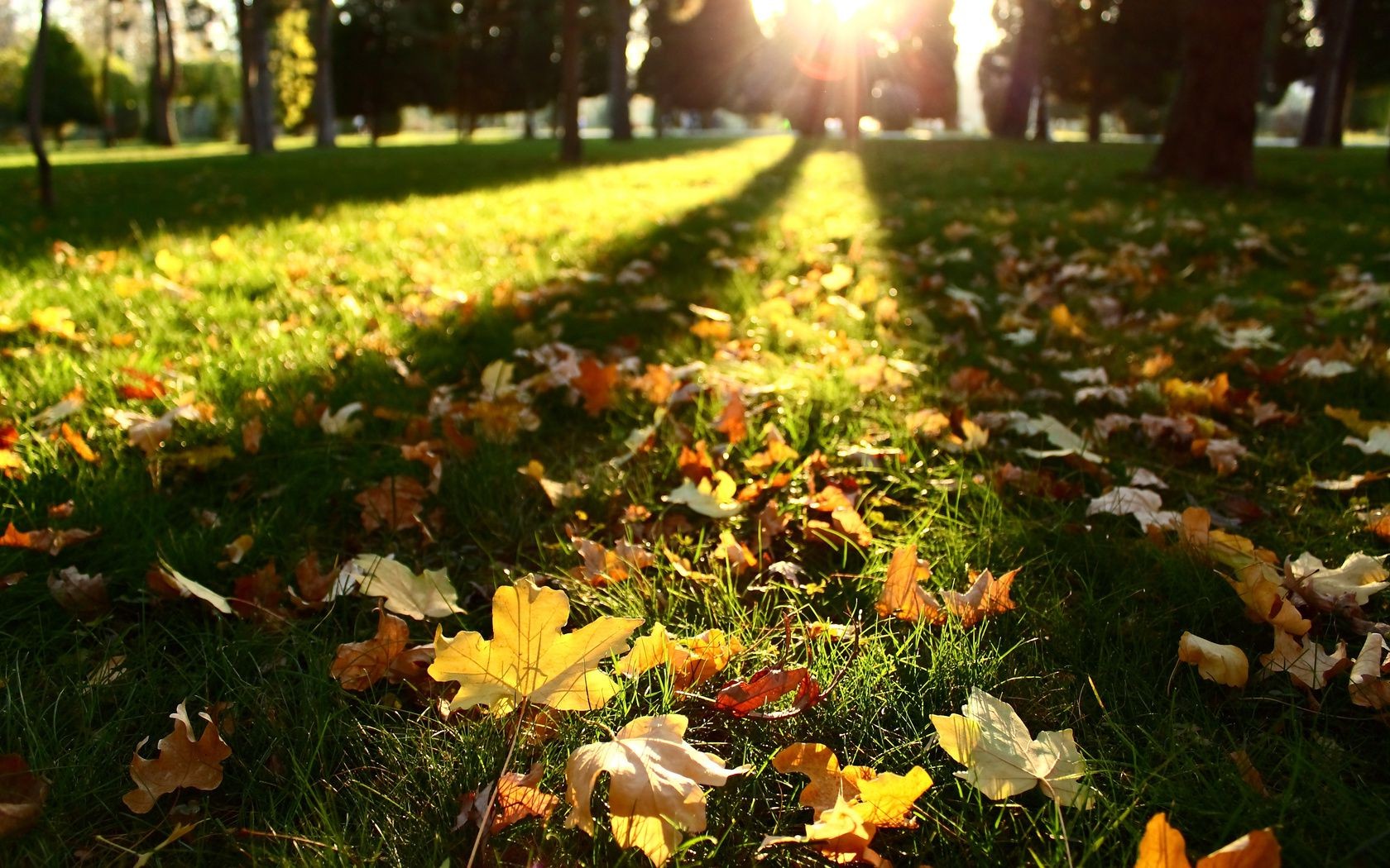 lumière du soleil fleur jardin feuille herbe parc nature en plein air beau temps saison paysage soleil flore automne pelouse couleur environnement croissance sol champ