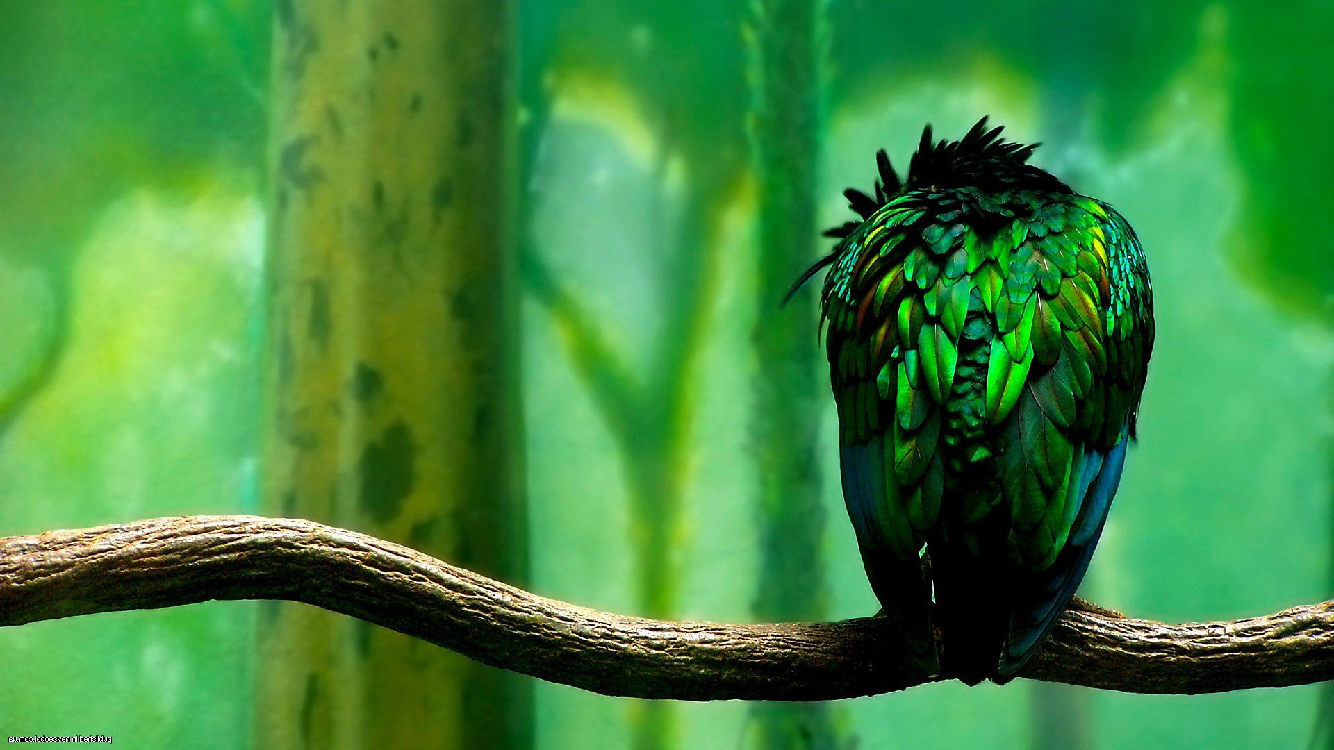 kontraste natur blatt vogel im freien desktop farbe tropisch holz garten