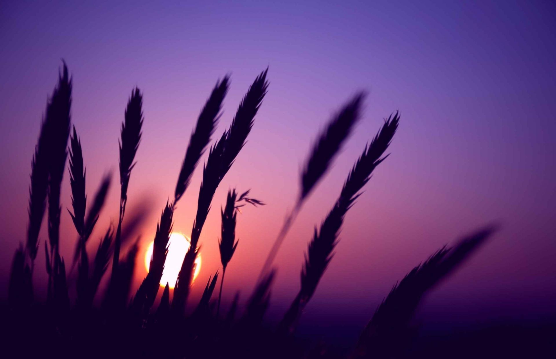 plantes silhouette soleil lumière nature paysage ciel coucher de soleil rétro-éclairé croissance été aube