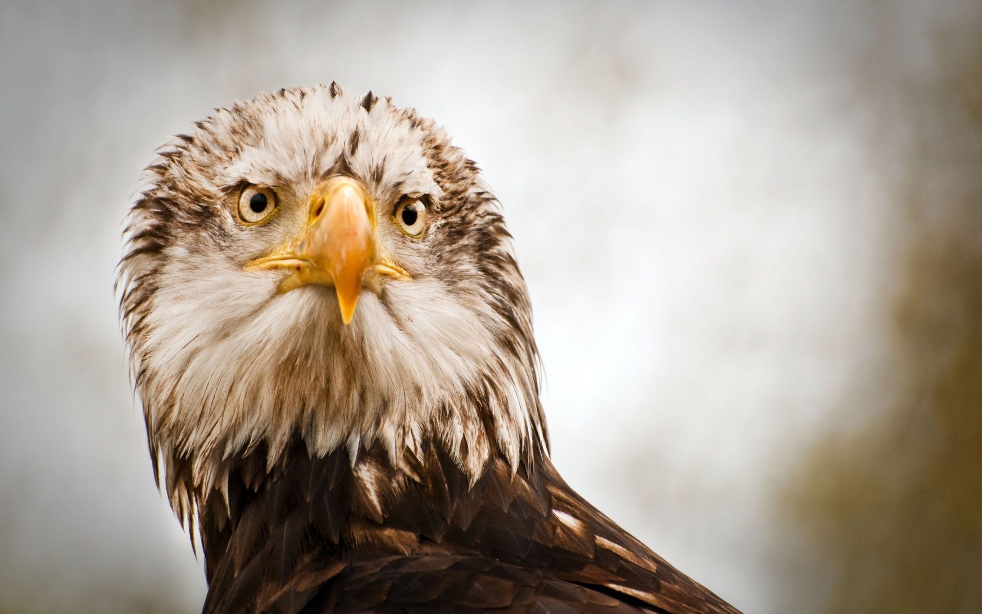 tiere raptor adler vogel tierwelt beute hawk falke falkenjagd porträt weißkopfseeadler raubtier tier feder schnabel natur jäger wild majestätisch flug