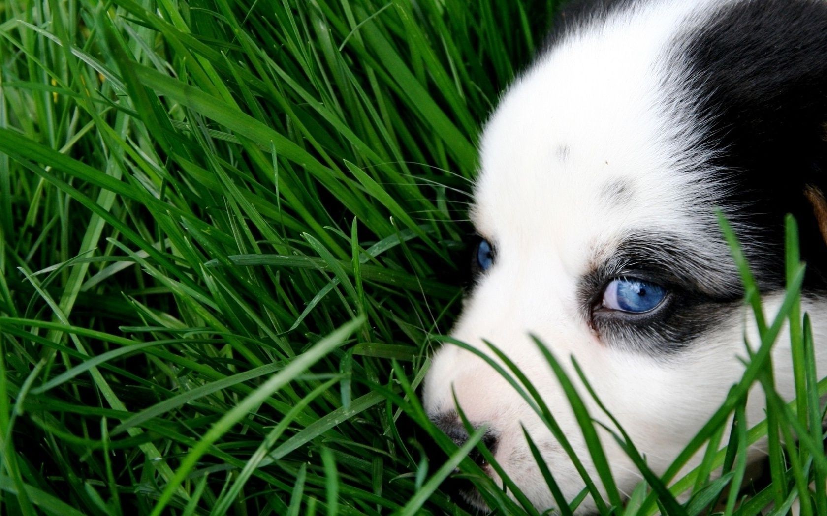 dogs grass animal cute dog portrait nature lawn little young eye