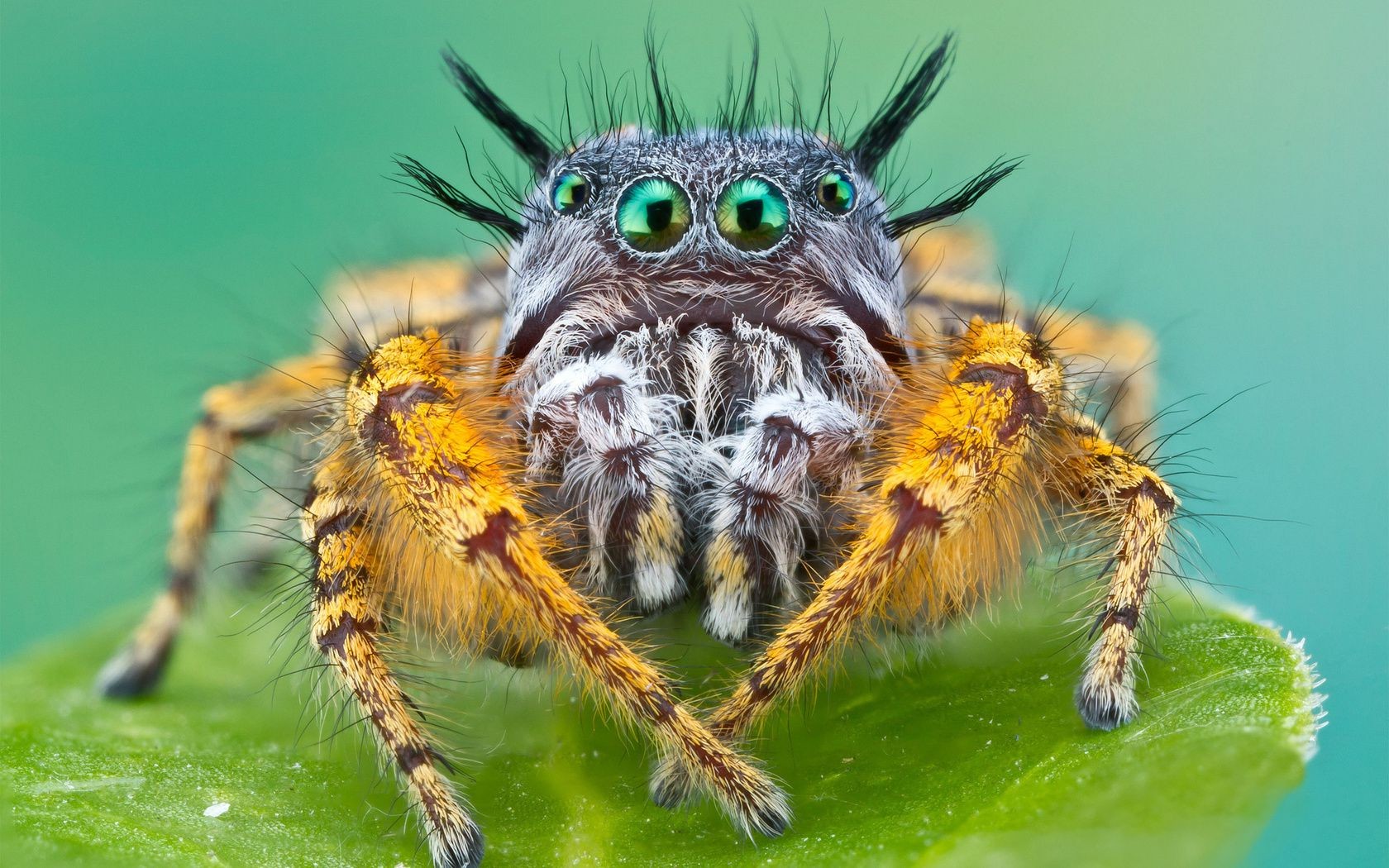 insekten spinne insekt natur spinnentiere tier behaart tierwelt unheimlich wild angst beängstigend schließen spinnennetz gefahr kopf in der nähe phobie spinnennetz