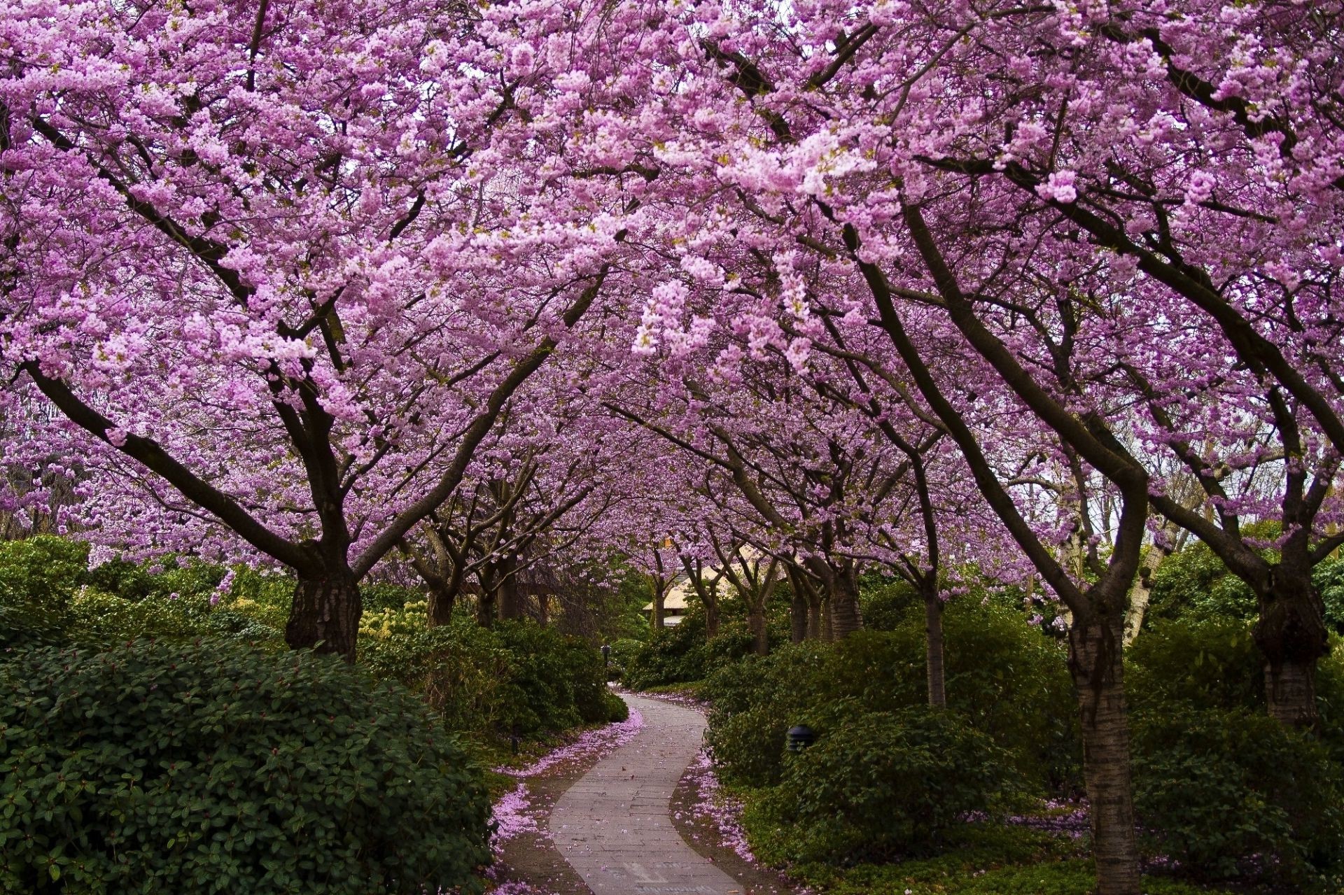 parchi albero fiore di ciliegio ramo paesaggio stagione primavera parco natura flora giardino fiore all aperto crescita petalo foglia colore paesaggio scenic