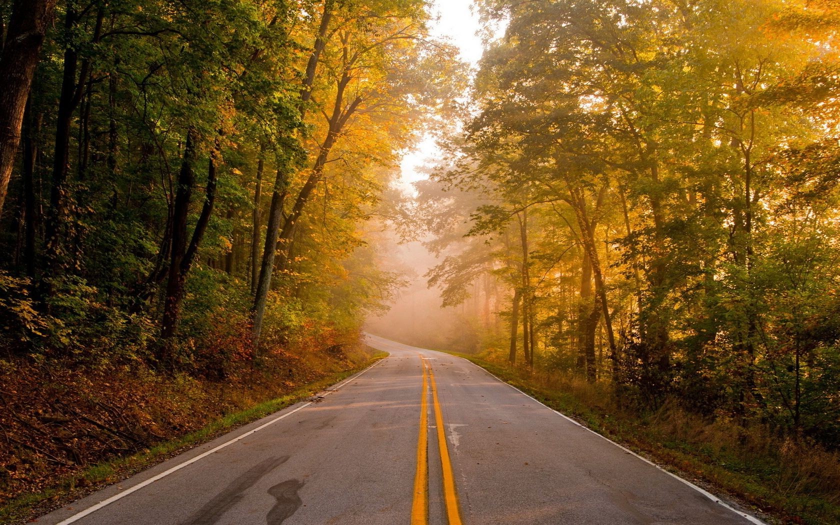 carretera guía otoño asfalto paisaje árbol callejón carretera madera hoja perspectiva al aire libre amanecer campo niebla