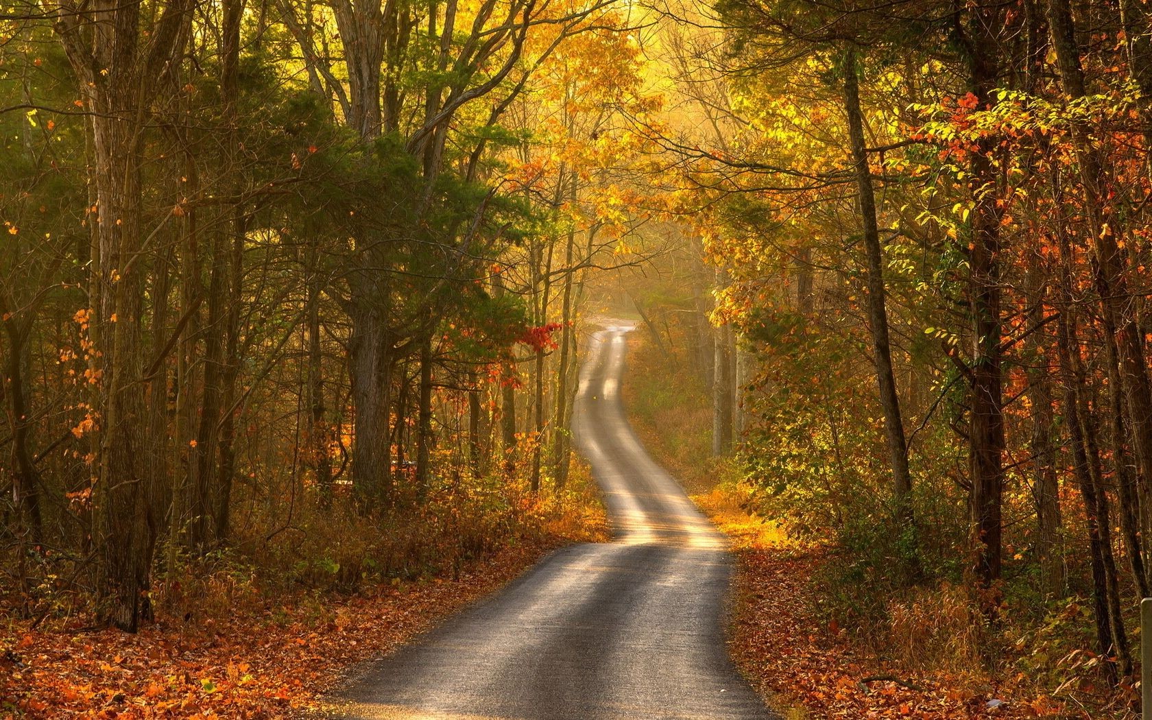 autumn fall wood road leaf tree nature guidance landscape dawn mist outdoors fog park countryside perspective sun lane rural trail